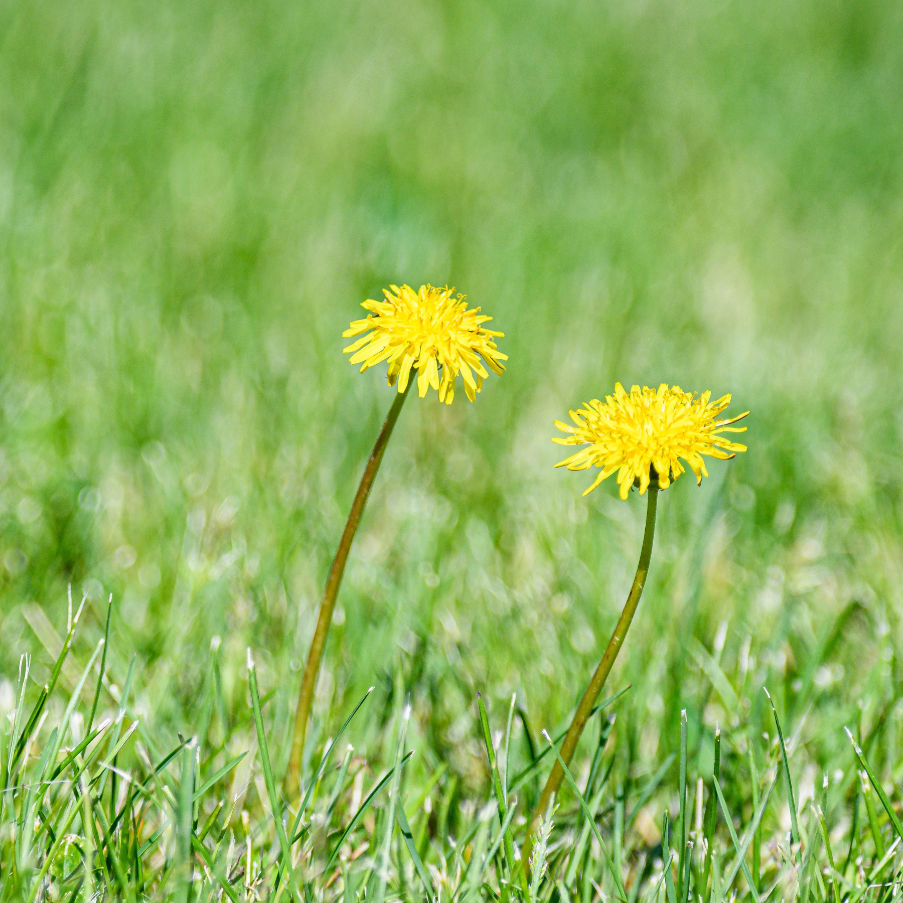 two dandelions growing in the grass